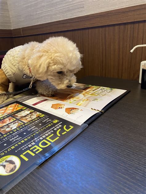 愛犬ヴィレッジ 閉店|東新宿の愛犬ヴィレッジは、ワンちゃんと飼い主さん。